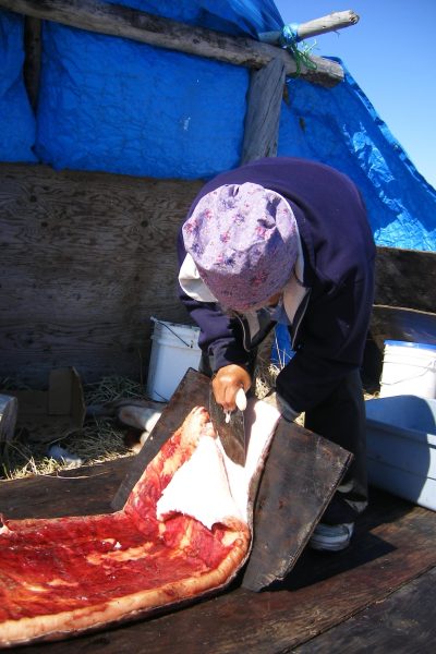 An Inupiaq woman at a subsistence camp uses an ulu to separate the blubber from the hide of an Ugruk (Bearded Seal). Accessibility statement: Woman uses a rounded knife to cut the fat layer off of a seal hide.