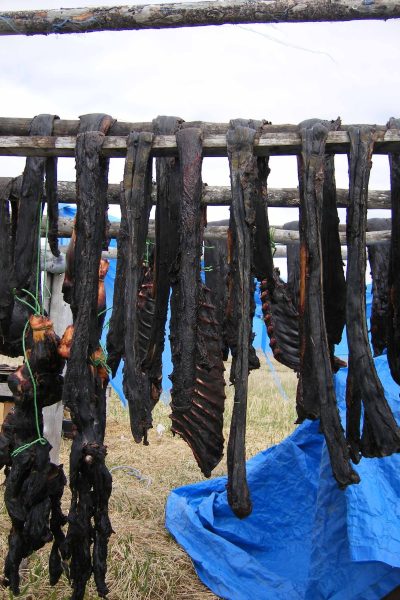 Black strips of seal meat drying on a rack at a summer subsistence camp. Accessibility statement: 25 pieces of black seal meat hang from a wooden rack .