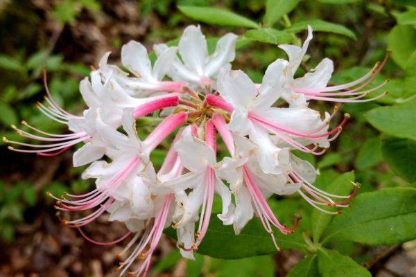 AL Little River Canyon – Piedmont Azalea – NPS Matt Switzer AL Little River Canyon - Piedmont Azalea - NPS Matt Switzer