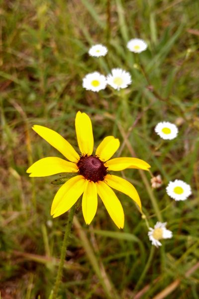 AL Little River Canyon – flower – NPS Matt Switzer AL Little River Canyon - flower - NPS Matt Switzer