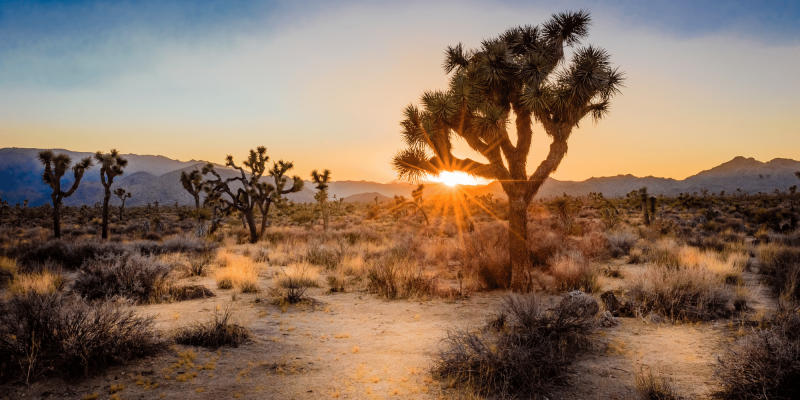 CA Joshua Tree NP
