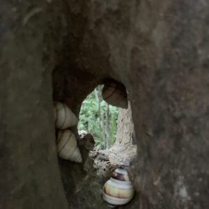 Everglades snails Nov 2020