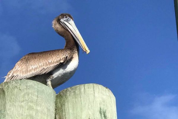 FL Timucuan Ecological and Historical Pres - Brown Pelican - NPS