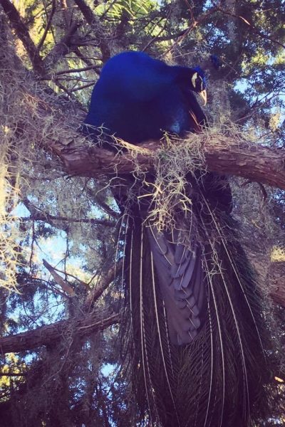 FL Timucuan Ecological and Historical Pres - Peacock - NPS