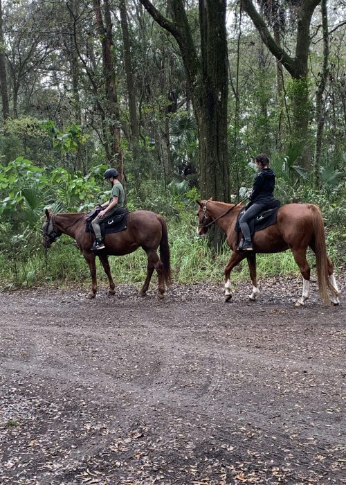 Florida Everglades horses