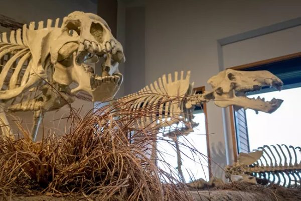 NE Agate Fossil Beds - Miocene Epoch mammals - NPS_Jason Gray