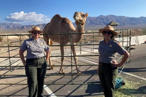 NV Tule Springs Fossil Beds Nat Mon – Pleistocene Palooza – NPS NV Tule Springs Fossil Beds Nat Mon - Pleistocene Palooza - NPS