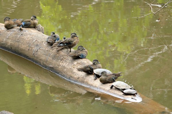 PA Valley Forge - Ducks and Turtles on a log in Schuylkill River - NPS