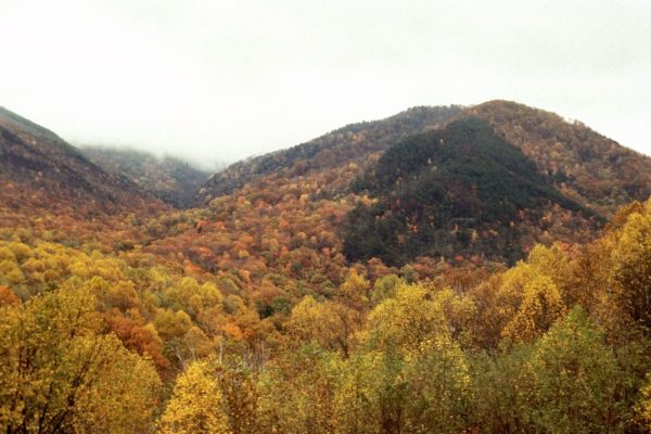 TN Great Smoky Mountains Nat Park - Autumn Bull Head - NPS
