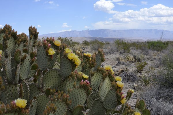 TX Big Bend - Blind Princkly Pear Cacti with Distant Sierra del Carmen - NPS Cookie Ballou