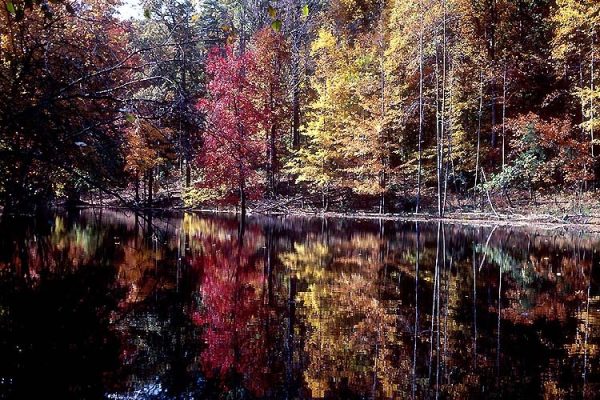 VA Prince Wlm Forest Park NPS – Breckenridge – public domain VA Prince Wlm Forest Park NPS - Breckenridge - public domain
