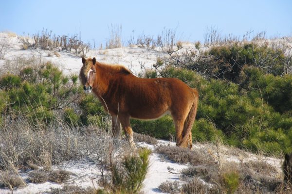 VA and MD Assateague Island - horse in the dune - NPS
